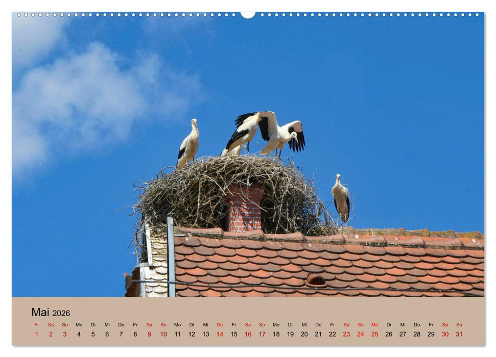 Der Storchenkalender (CALVENDO Premium Wandkalender 2026)
