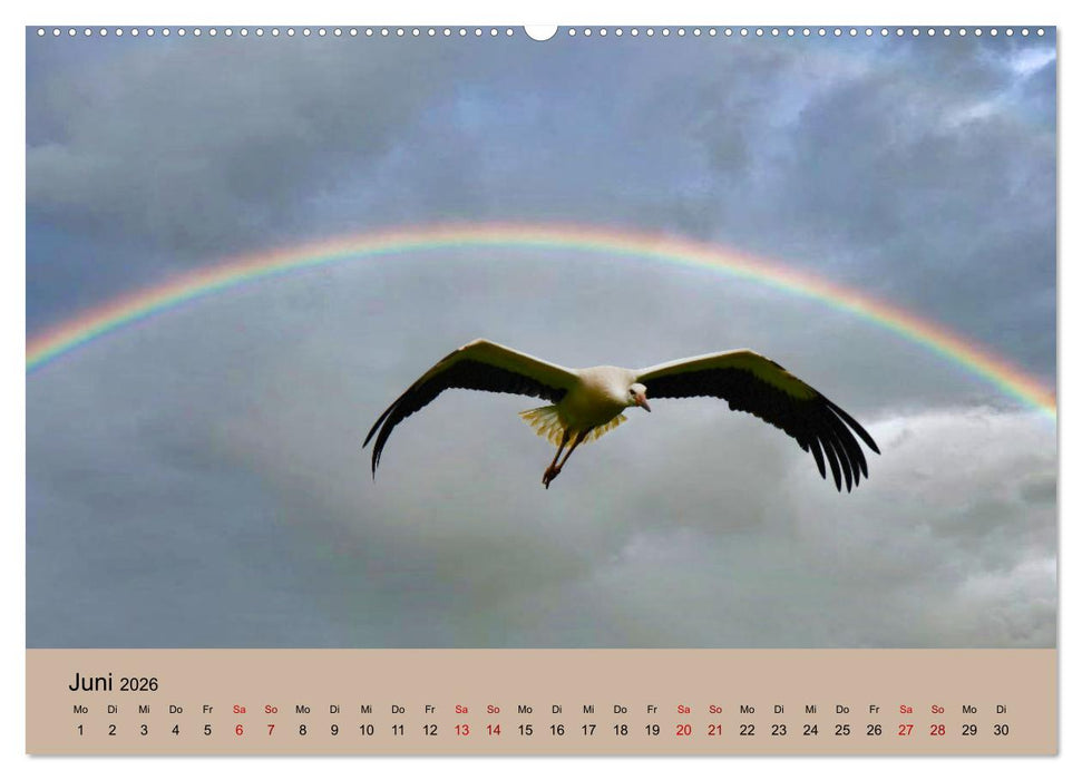 Der Storchenkalender (CALVENDO Premium Wandkalender 2026)