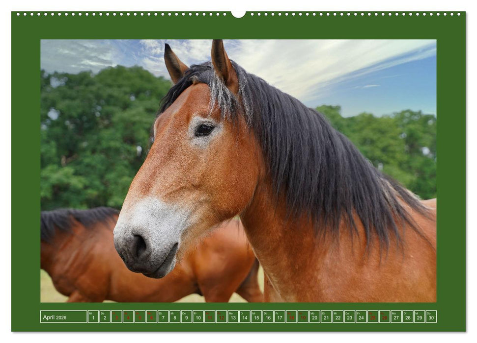 Faszination Rheinisch-Deutsches Kaltblut (CALVENDO Premium Wandkalender 2026)