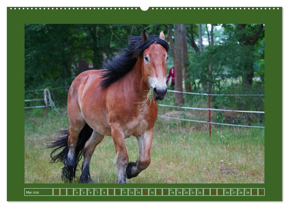 Faszination Rheinisch-Deutsches Kaltblut (CALVENDO Premium Wandkalender 2026)