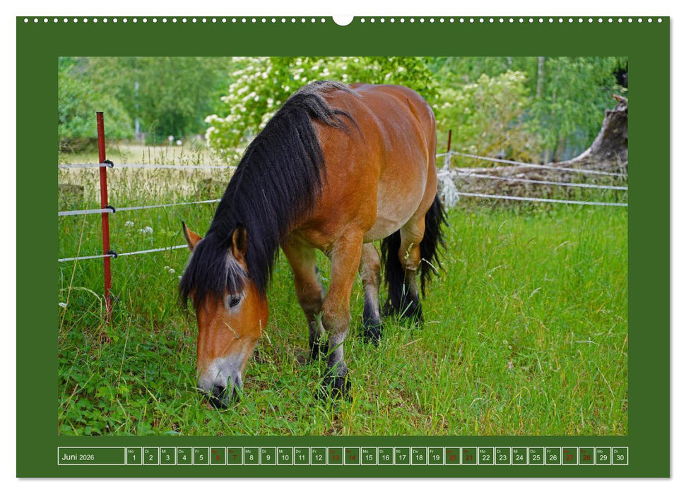 Faszination Rheinisch-Deutsches Kaltblut (CALVENDO Premium Wandkalender 2026)