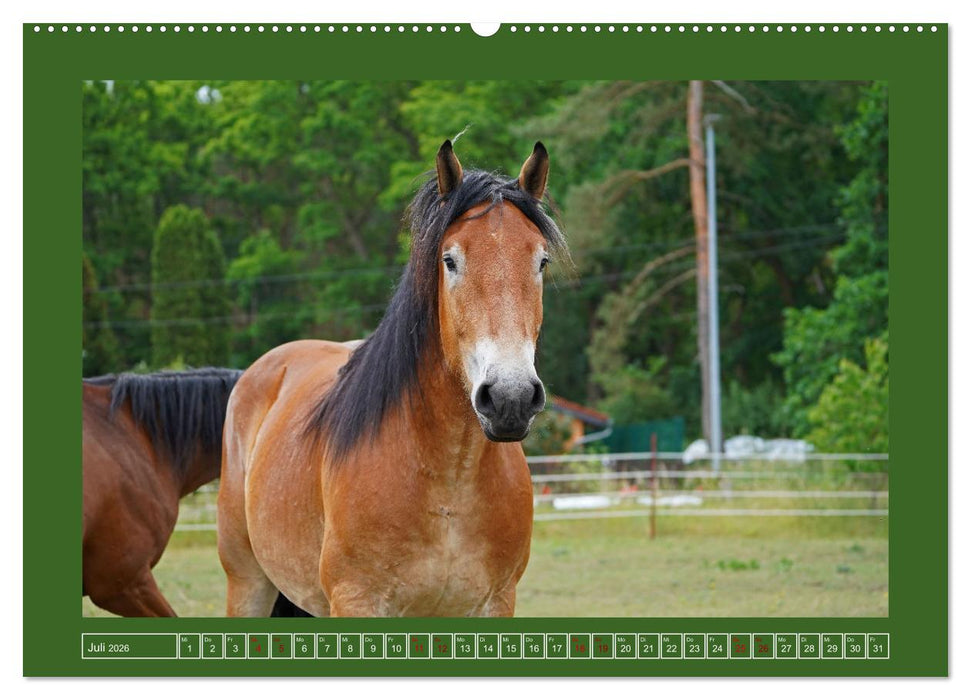 Faszination Rheinisch-Deutsches Kaltblut (CALVENDO Premium Wandkalender 2026)