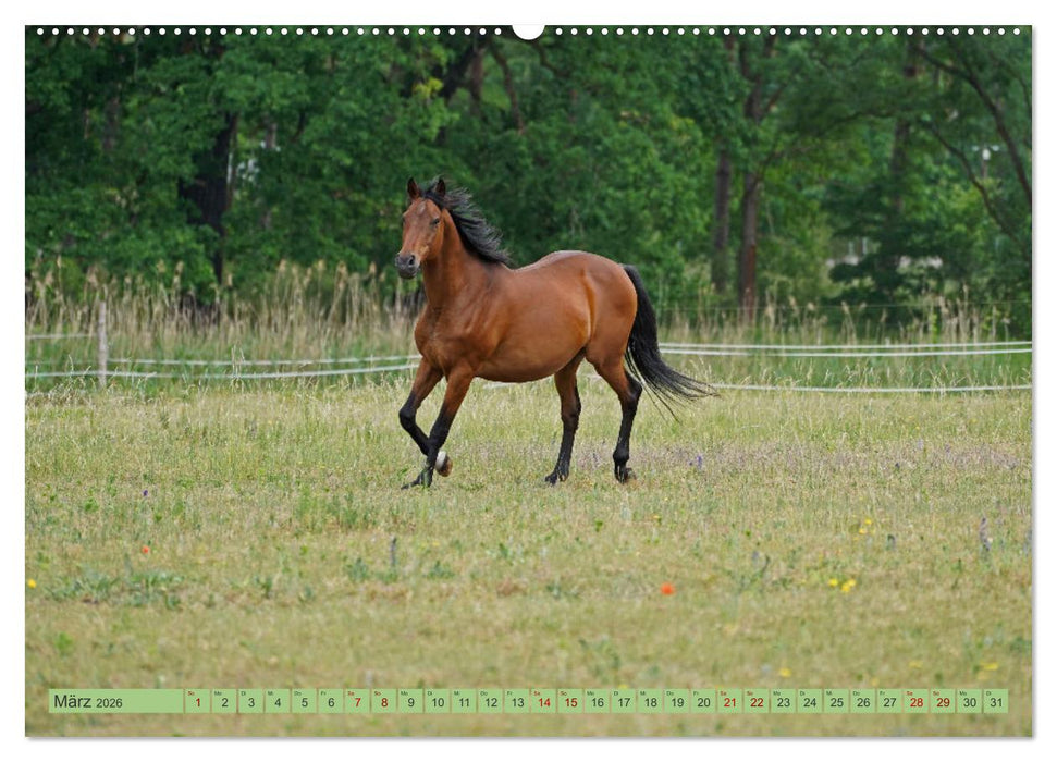 Faszination Trakehner (CALVENDO Premium Wandkalender 2026)