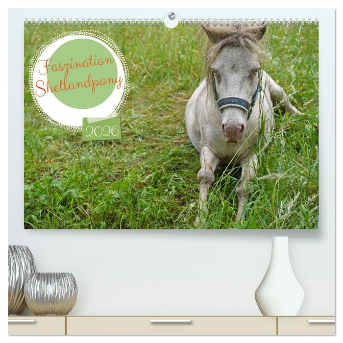 Faszination Shetlandpony (CALVENDO Premium Wandkalender 2026)
