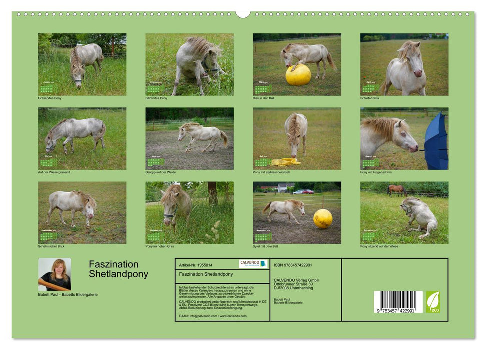 Faszination Shetlandpony (CALVENDO Premium Wandkalender 2026)