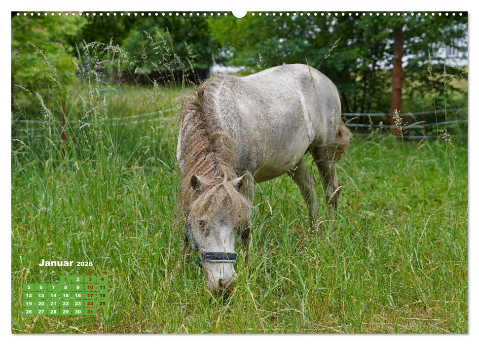 Faszination Shetlandpony (CALVENDO Premium Wandkalender 2026)