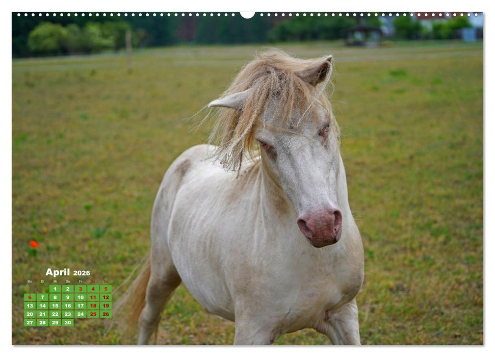 Faszination Shetlandpony (CALVENDO Premium Wandkalender 2026)