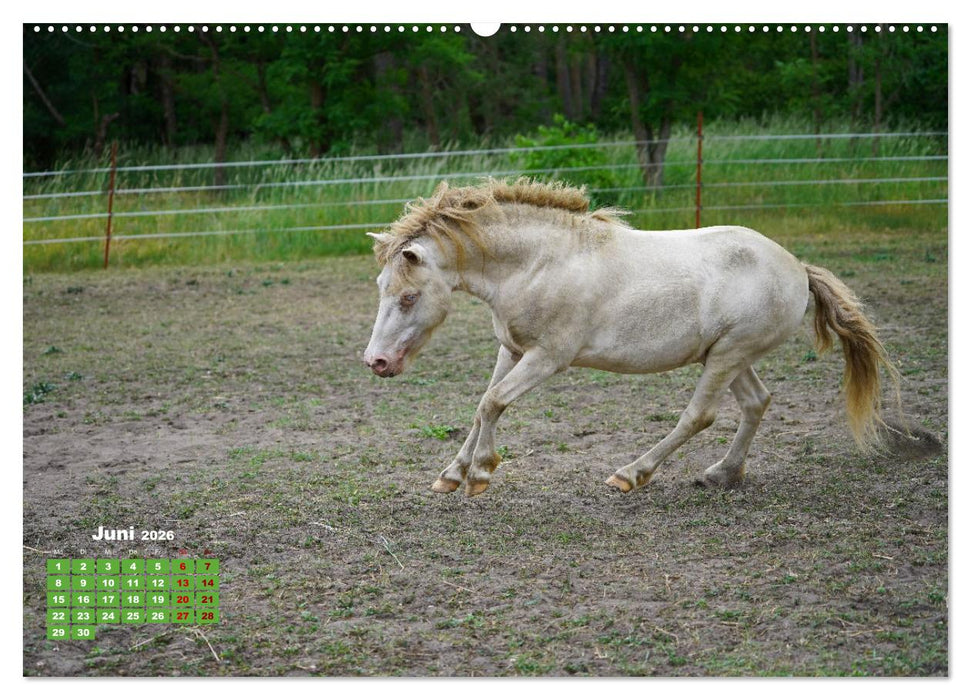 Faszination Shetlandpony (CALVENDO Premium Wandkalender 2026)