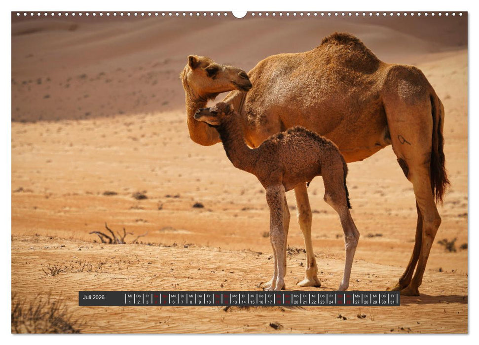 OMAN Offroad Travel Log (CALVENDO Premium Wandkalender 2026)