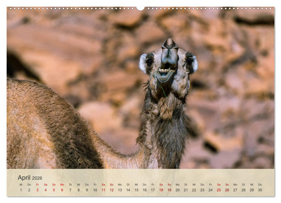 Saudi Arabien - Königreich der Faszinationen (CALVENDO Wandkalender 2026)