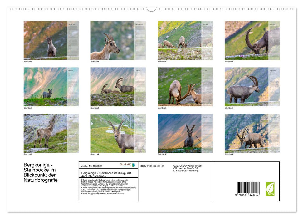 Bergkönige - Steinböcke im Blickpunkt der Naturforografie (CALVENDO Premium Wandkalender 2026)