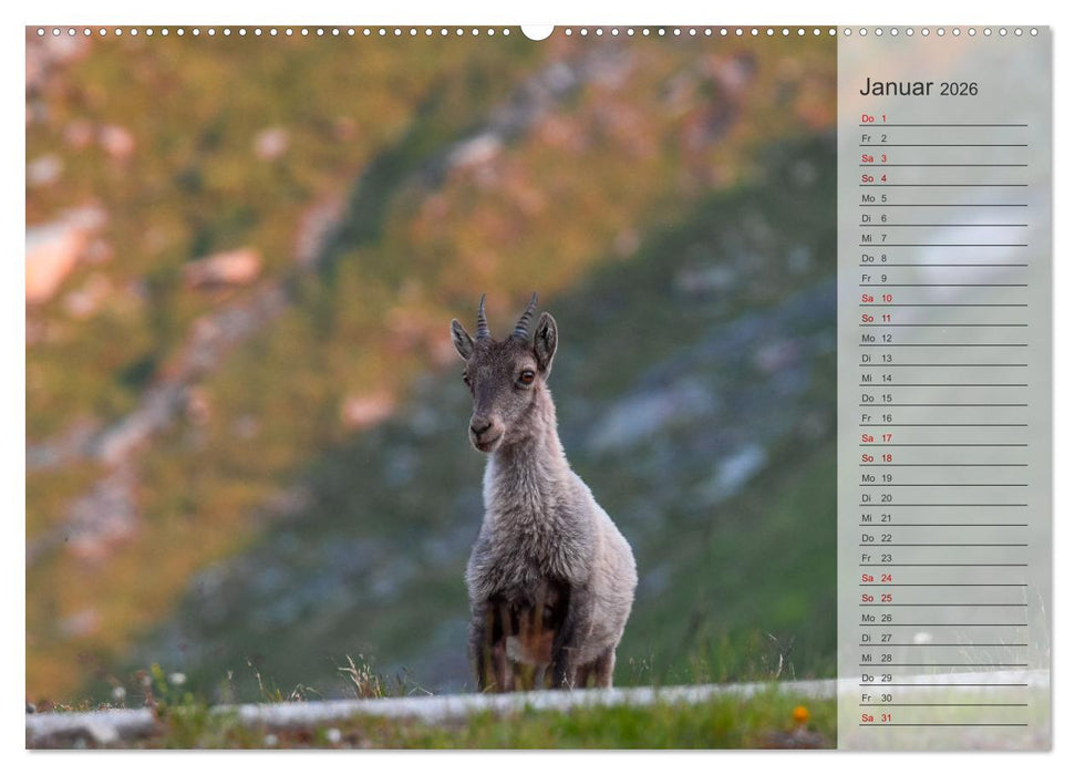 Bergkönige - Steinböcke im Blickpunkt der Naturforografie (CALVENDO Premium Wandkalender 2026)