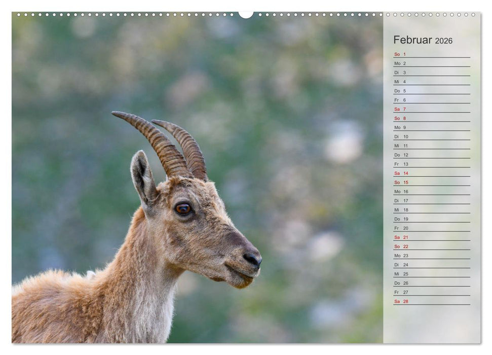 Bergkönige - Steinböcke im Blickpunkt der Naturforografie (CALVENDO Premium Wandkalender 2026)