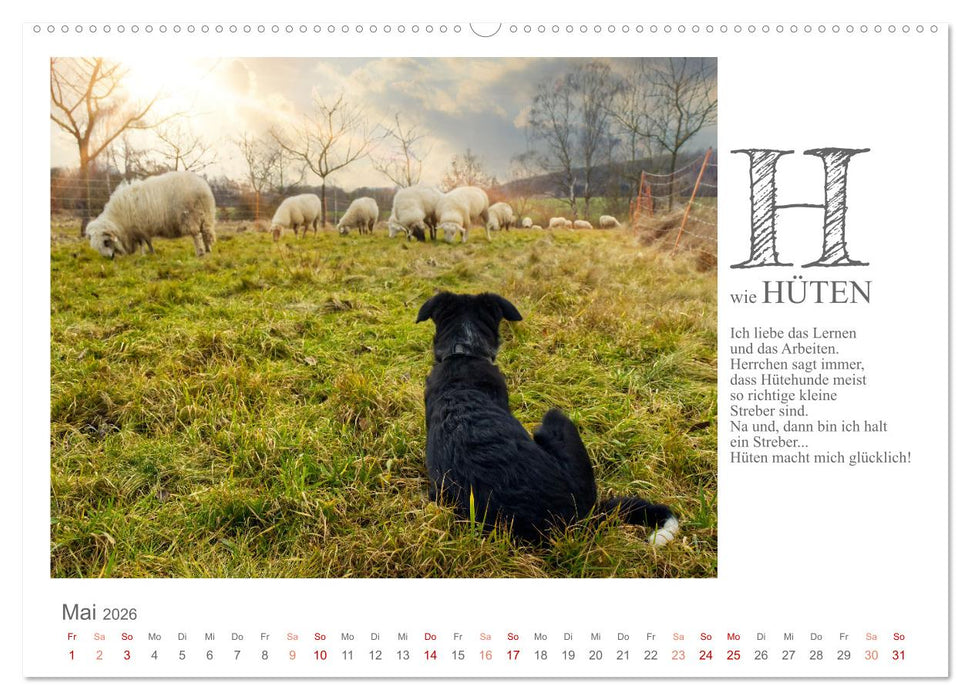 Das coole Hunde ABC (CALVENDO Premium Wandkalender 2026)