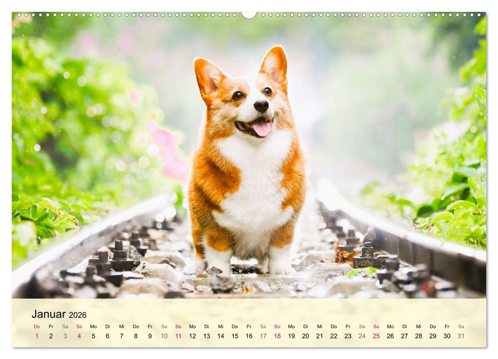 Welsh Corgi. Zauberhafter Dickkopf auf kurzen Beinen (CALVENDO Premium Wandkalender 2026)