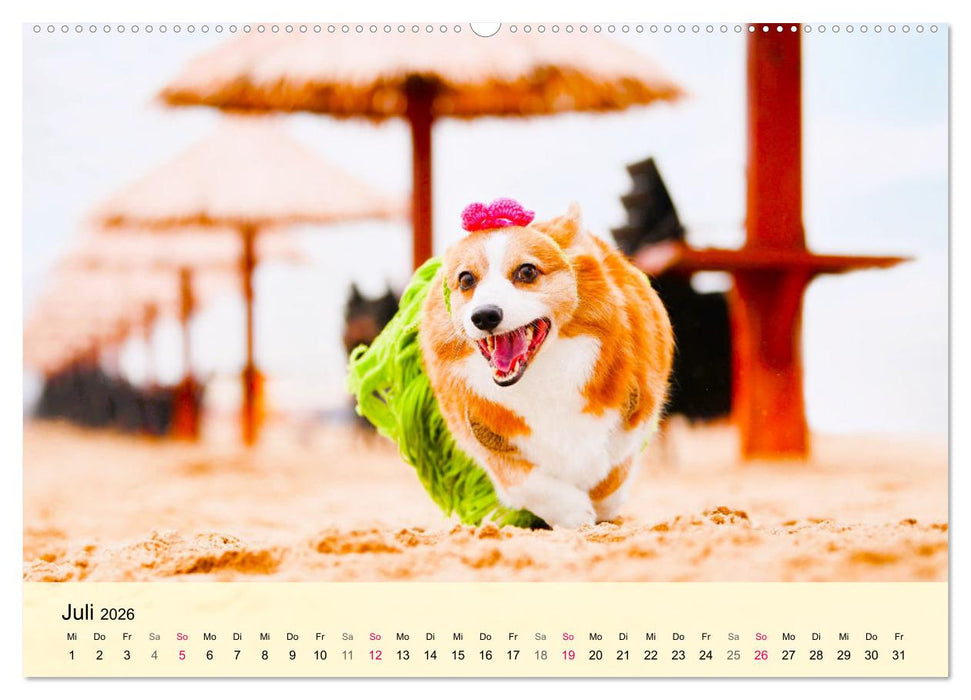 Welsh Corgi. Zauberhafter Dickkopf auf kurzen Beinen (CALVENDO Premium Wandkalender 2026)