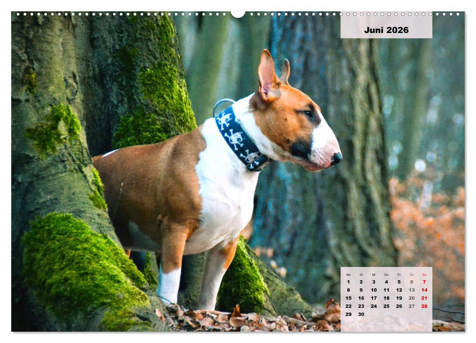 Bullterrier. Freudiges Wesen und Charakter (CALVENDO Premium Wandkalender 2026)