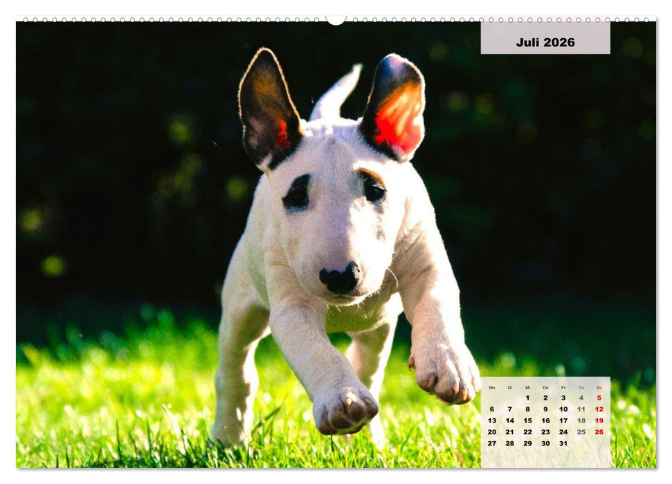 Bullterrier. Freudiges Wesen und Charakter (CALVENDO Premium Wandkalender 2026)