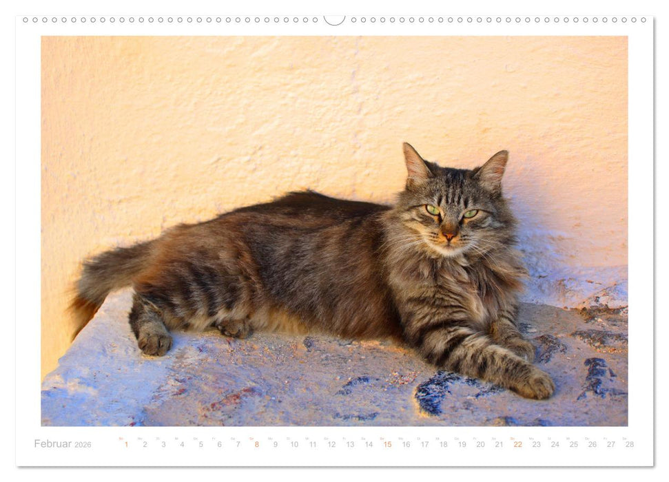 Inselkatzen (CALVENDO Premium Wandkalender 2026)