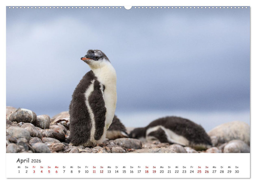 Antarktische Halbinsel (CALVENDO Premium Wandkalender 2026)