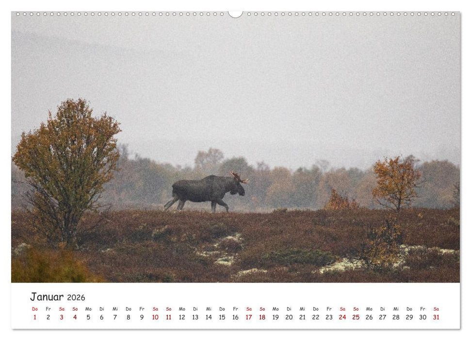 Der Elch - König der skandinavischen Wälder (CALVENDO Premium Wandkalender 2026)