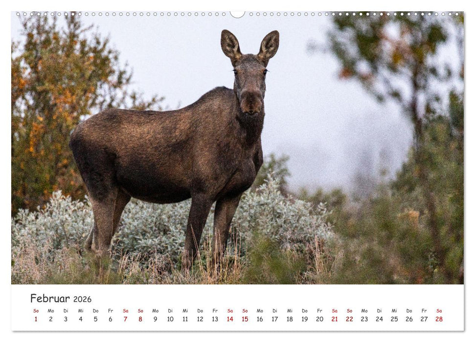 Der Elch - König der skandinavischen Wälder (CALVENDO Premium Wandkalender 2026)