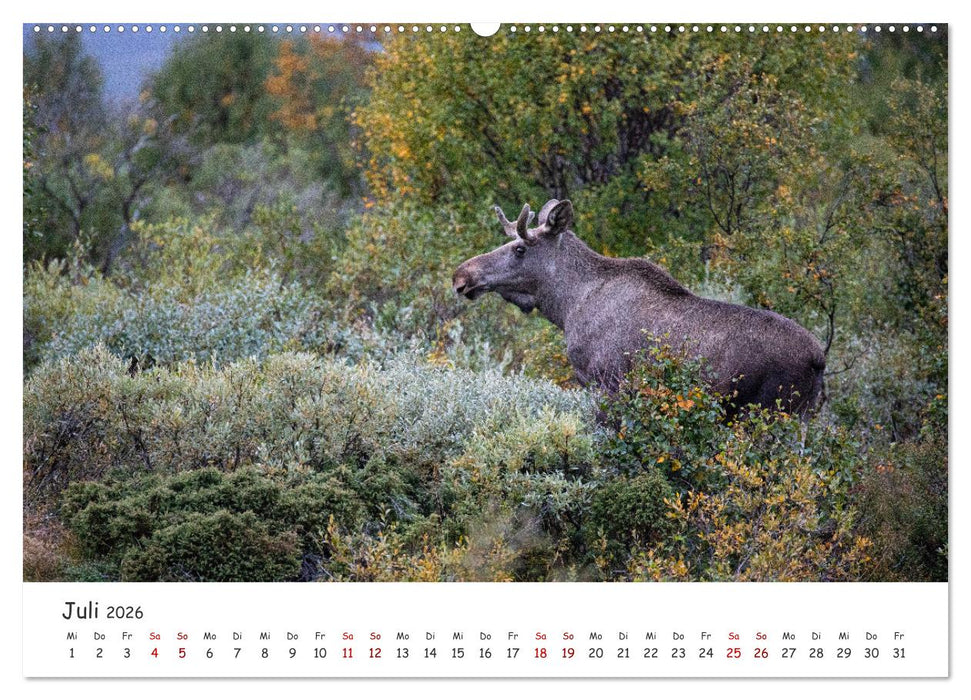 Der Elch - König der skandinavischen Wälder (CALVENDO Premium Wandkalender 2026)