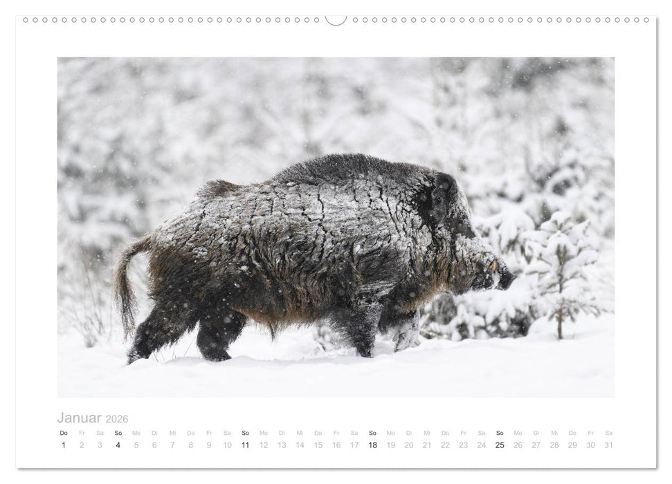 Wildschweine – Wildlife Fotografien (CALVENDO Premium Wandkalender 2026)