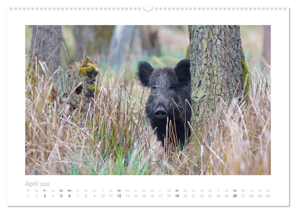 Wildschweine – Wildlife Fotografien (CALVENDO Premium Wandkalender 2026)