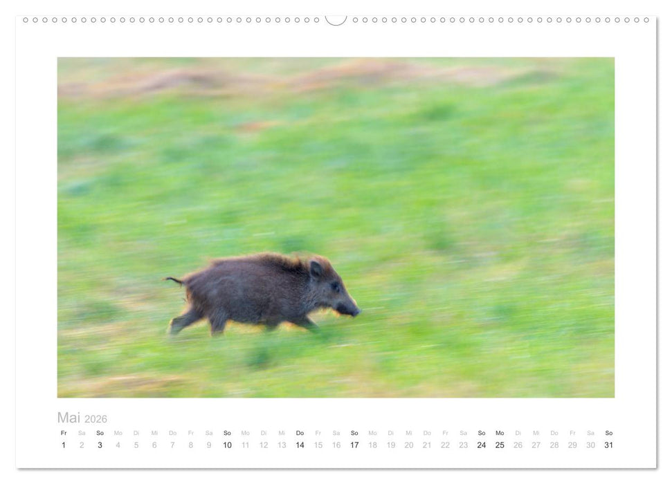 Wildschweine – Wildlife Fotografien (CALVENDO Premium Wandkalender 2026)