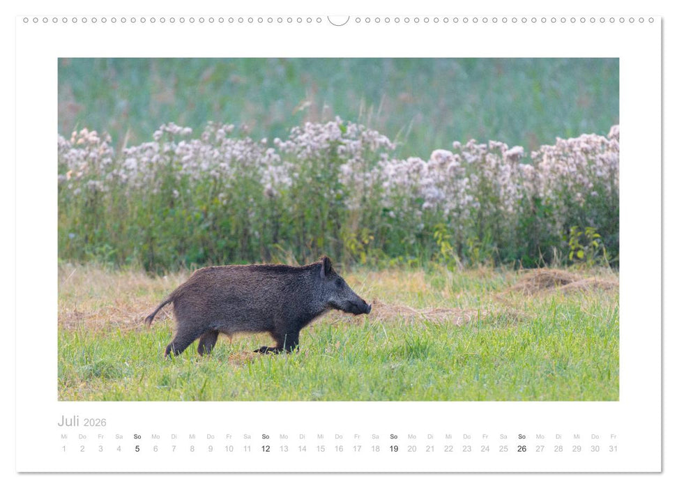 Wildschweine – Wildlife Fotografien (CALVENDO Premium Wandkalender 2026)