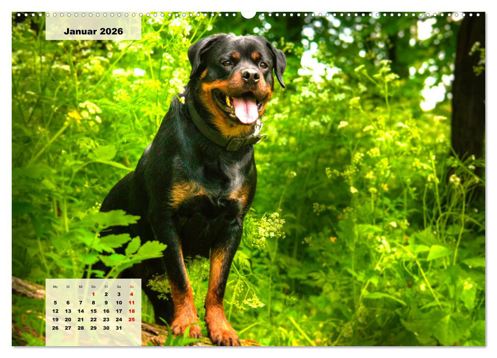 Mein Rottweiler. Nervenstarker Gebrauchs- und Begleithund (CALVENDO Premium Wandkalender 2026)