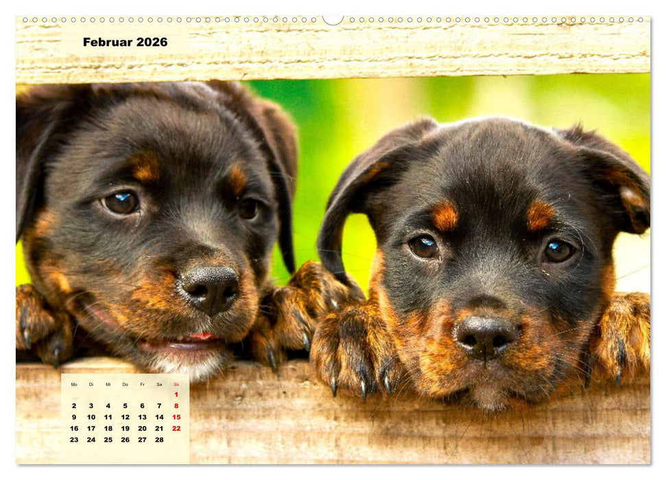 Mein Rottweiler. Nervenstarker Gebrauchs- und Begleithund (CALVENDO Premium Wandkalender 2026)