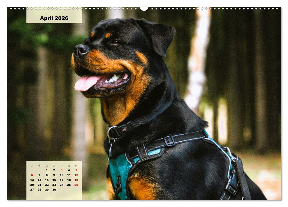 Mein Rottweiler. Nervenstarker Gebrauchs- und Begleithund (CALVENDO Premium Wandkalender 2026)