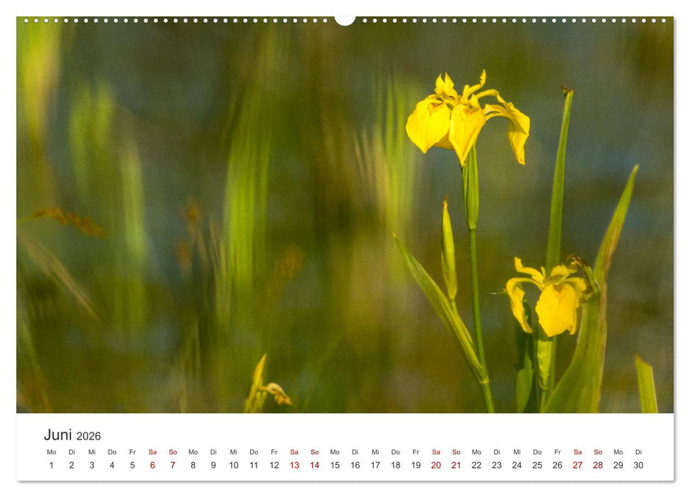 Naturjuwel Haspelmoor (CALVENDO Premium Wandkalender 2026)