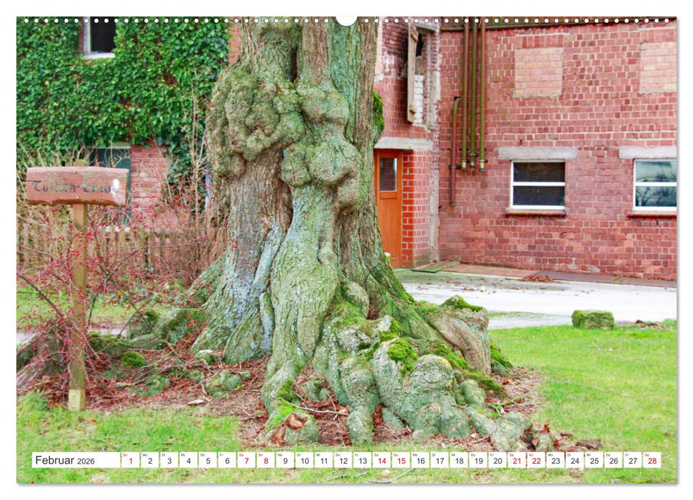 Waldgeister - Launen der Natur (CALVENDO Premium Wandkalender 2026)