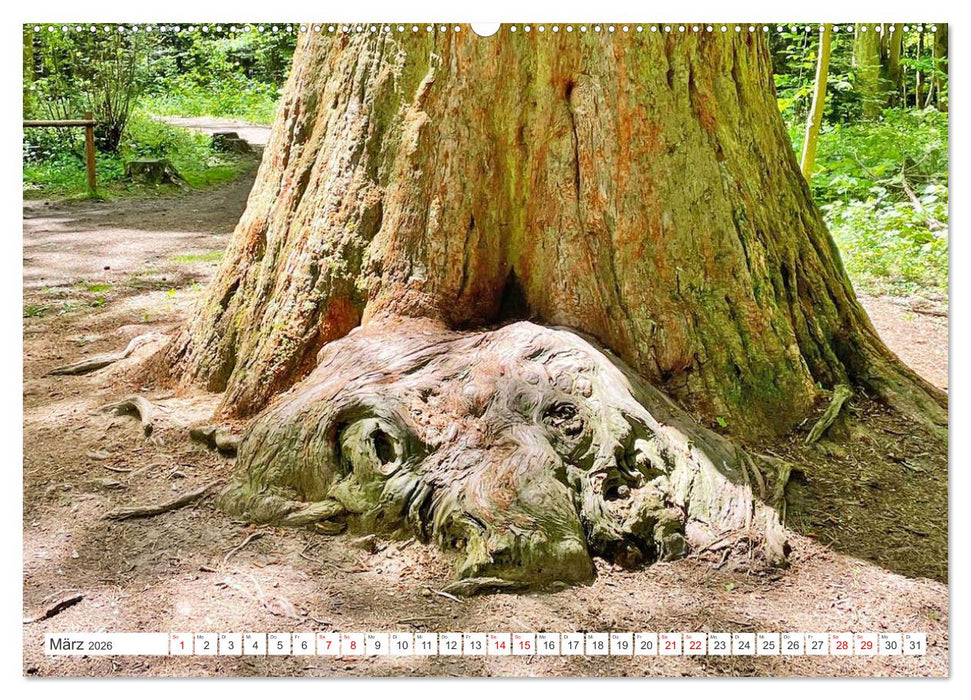 Waldgeister - Launen der Natur (CALVENDO Premium Wandkalender 2026)