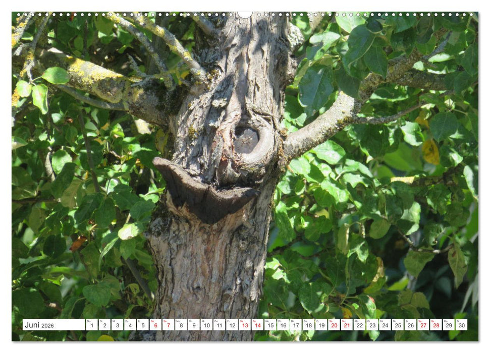 Waldgeister - Launen der Natur (CALVENDO Premium Wandkalender 2026)