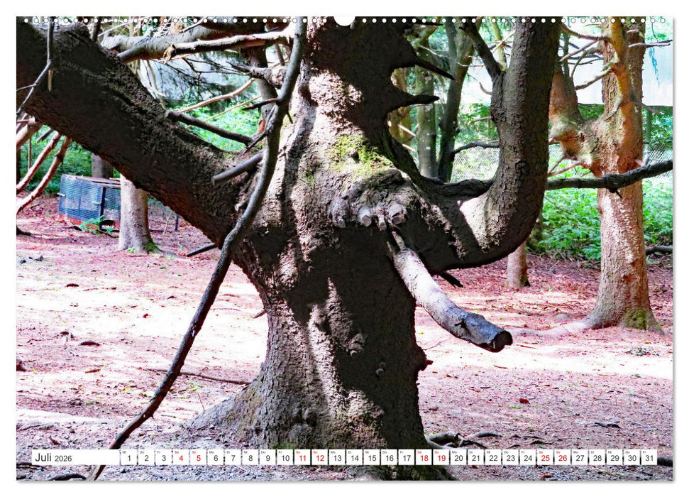 Waldgeister - Launen der Natur (CALVENDO Premium Wandkalender 2026)