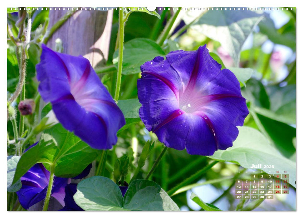 Geliebte Kletterkünstler (CALVENDO Premium Wandkalender 2026)