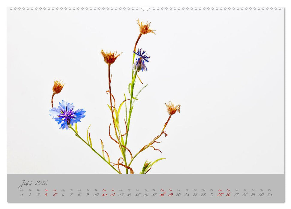 Pflanzen in der Zwischenwelt (CALVENDO Premium Wandkalender 2026)