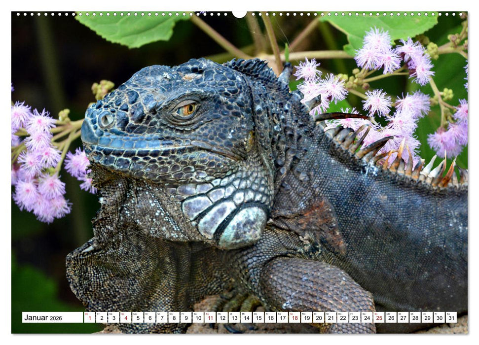 In der Welt der unterschiedlichsten Echsen (CALVENDO Premium Wandkalender 2026)