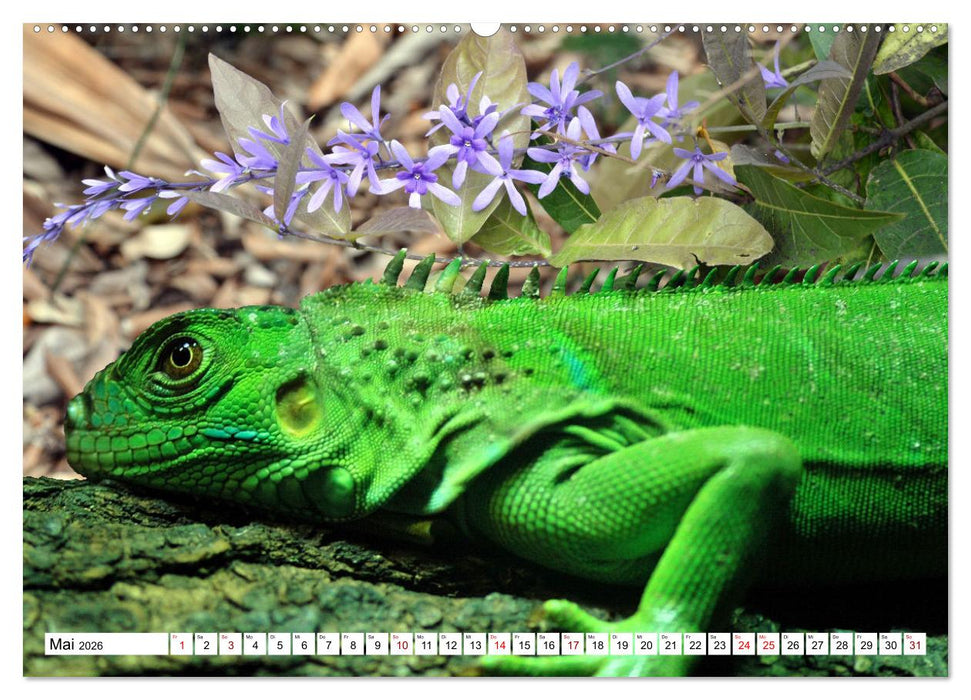 In der Welt der unterschiedlichsten Echsen (CALVENDO Premium Wandkalender 2026)