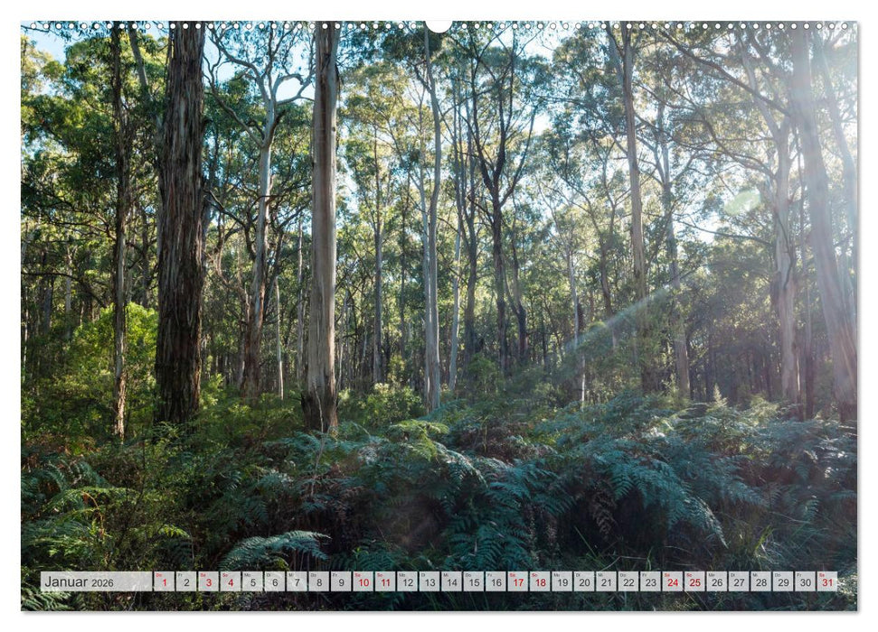 Wälder der Welt (CALVENDO Premium Wandkalender 2026)