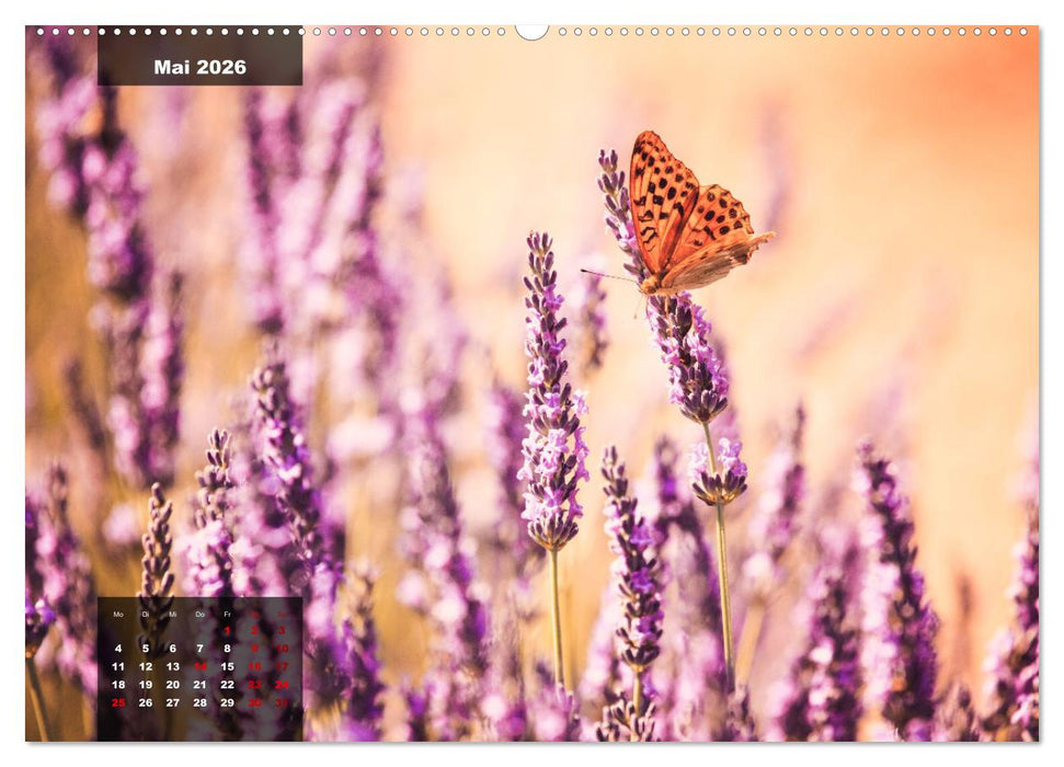 Provence - Farben und Düfte (CALVENDO Premium Wandkalender 2026)