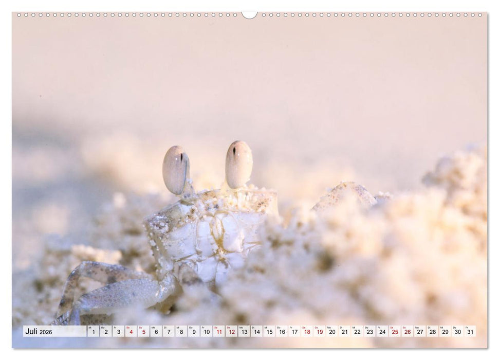 Malediven - Reise in ein Naturparadies (CALVENDO Premium Wandkalender 2026)