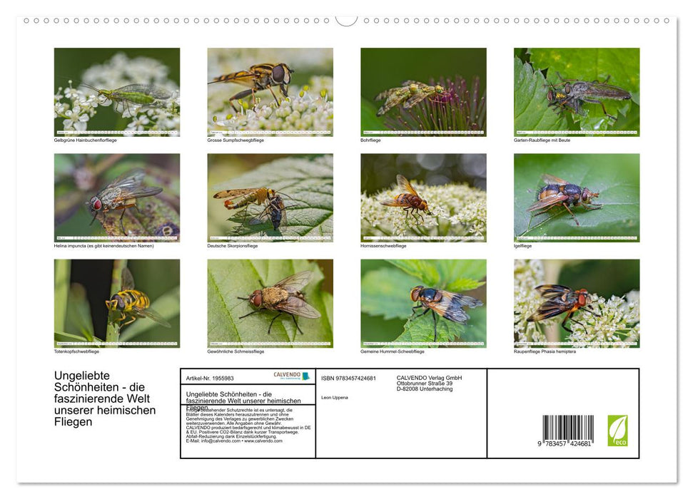 Ungeliebte Schönheiten - die faszinierende Welt unserer heimischen Fliegen (CALVENDO Premium Wandkalender 2026)