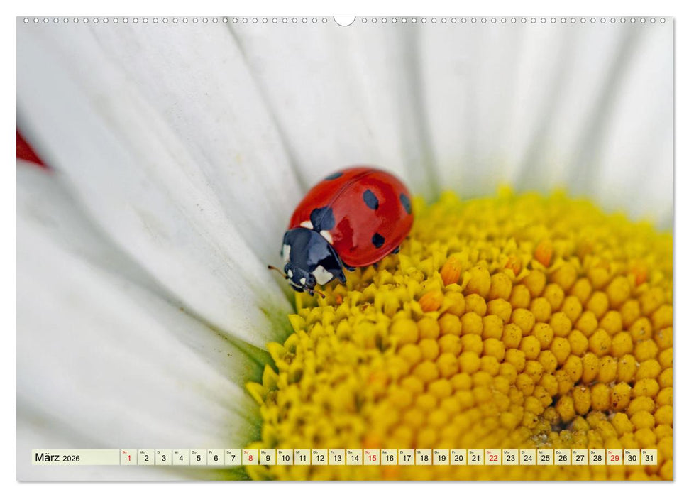 Wenn die Hummeln zum naschen kommen, ist dein Garten perfekt (CALVENDO Premium Wandkalender 2026)
