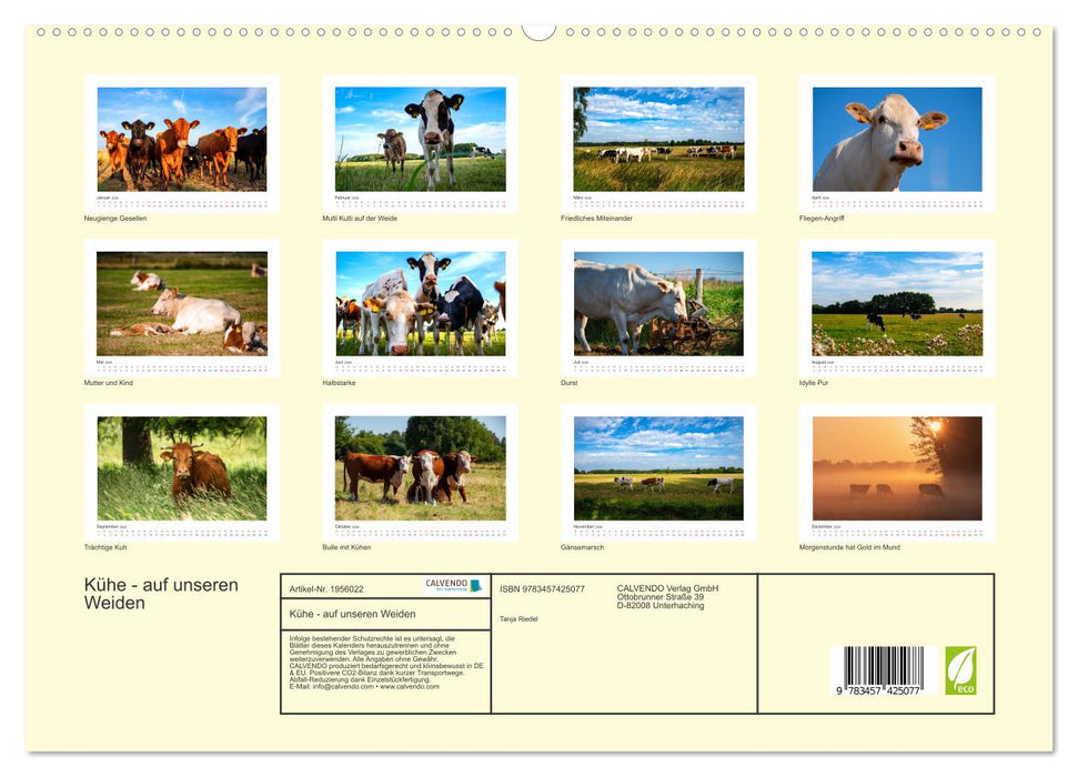 Kühe - auf unseren Weiden (CALVENDO Premium Wandkalender 2026)