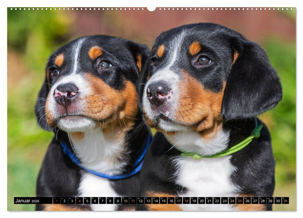 Großer Schweizer Sennenhund - Mit Schweizer Welpen durch das Jahr (CALVENDO Premium Wandkalender 2026)